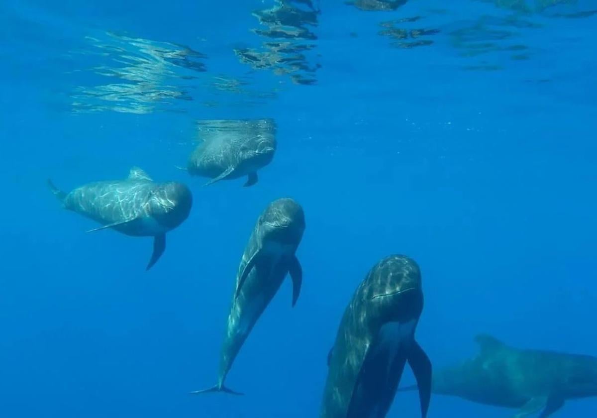 Los mejores lugares para ver fauna marina en libertad en la Región de Murcia: delfines, ballenas y pulpos.