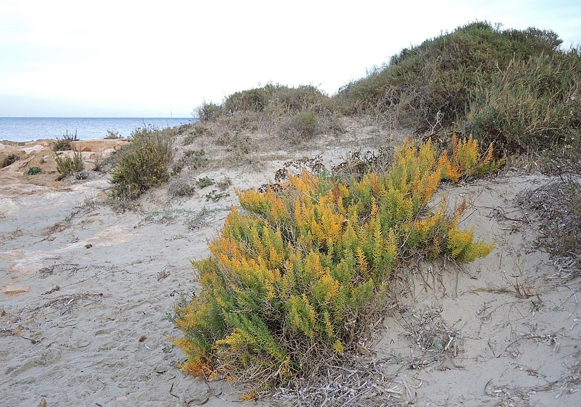 El Gobierno regional inicia los trámites para el desarrollo del Plan de Recuperación de la Esparraguera de Mar Menor