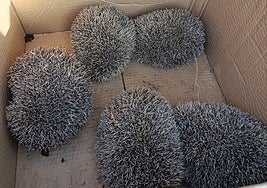 Los cinco ejemplares ya están en el Centro de El Valle.