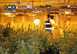 Las plantaciones encontradas en naves industriales de la Región de Murcia.