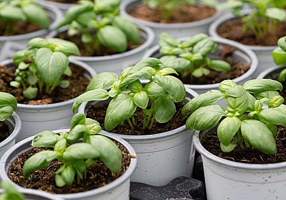 Viveros de albahaca, en una imagen de archivo.