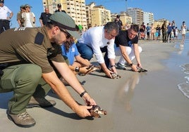 La liberación, este viernes, de ejemplares de tortuga boba en La Manga.