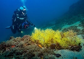 Un buceador ilumina unas gorgonias en la Fuente de Cabo Cope, en una imagen de archivo.