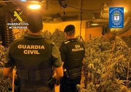 Plantas de marihuana halladas durante uno de los registros.