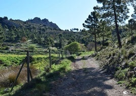 Un camino forestal en Los Tornajos, en Lorca.