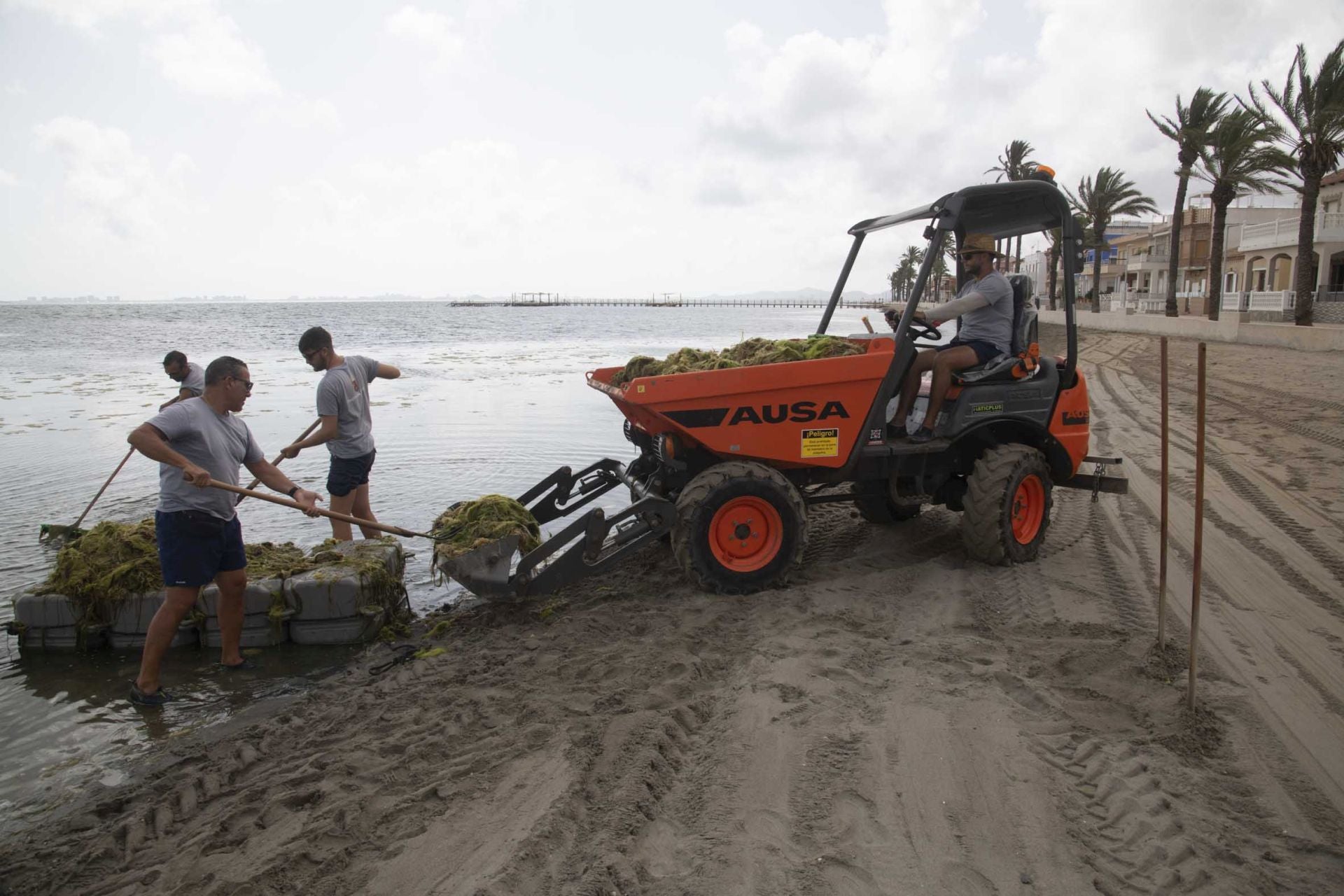 Los vecinos de Los Urrutias y Punta Brava retiran ova de las playas