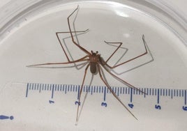 10 consejos de José Manuel López Nicolás ante picaduras de medusas, himenópteros y arañas