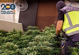 Plantaciones de marihuana tipo 'indoor' encontradas durante los registros.