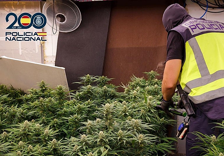 Plantaciones de marihuana tipo 'indoor' encontradas durante los registros.