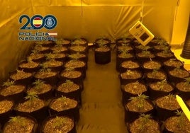 La marihuana incautada durante la investigación.
