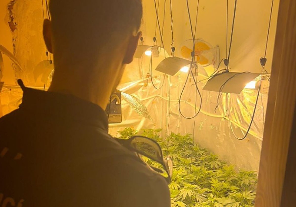 Un agente observa la plantación de maría en una casa de Torreagüera.