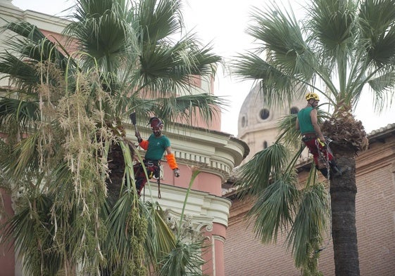 Técnicos de Parques y Jardines podan las palmeras de la Glorieta de Murcia, este lunes.