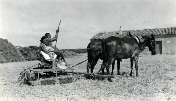 Jumilla. Imagen de la trilla en la finca Casa de la Huerta (c. 1942).
