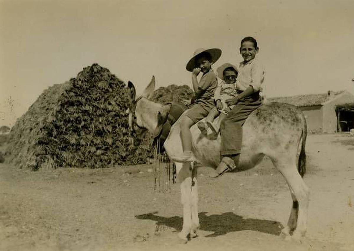 Imagen secundaria 1 - 1. Familias. Tres niños sobre un burro en la finca Casa de la Huerta. Dos de los niños son los hermanos Manuel y Alfonso Barnuevo Pérez de los Cobos (c. 1943). Colección Cristóbal Barnuevo Pérez de los Cobos. 2. Cieza. Niños sentados en el trillo y campesino apoyado en una horca (c. 1908-1910). Familia Moxó Ruano