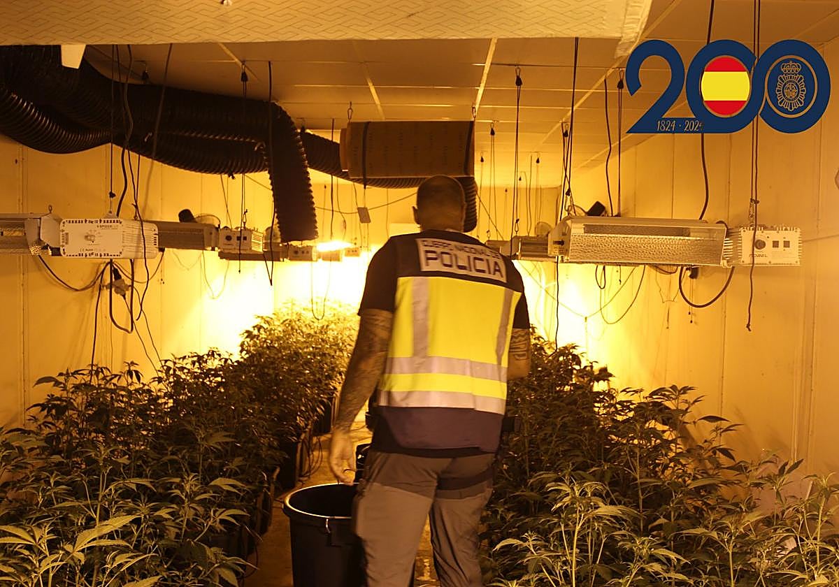 Agente de Policía Nacional en una de las plantaciones.