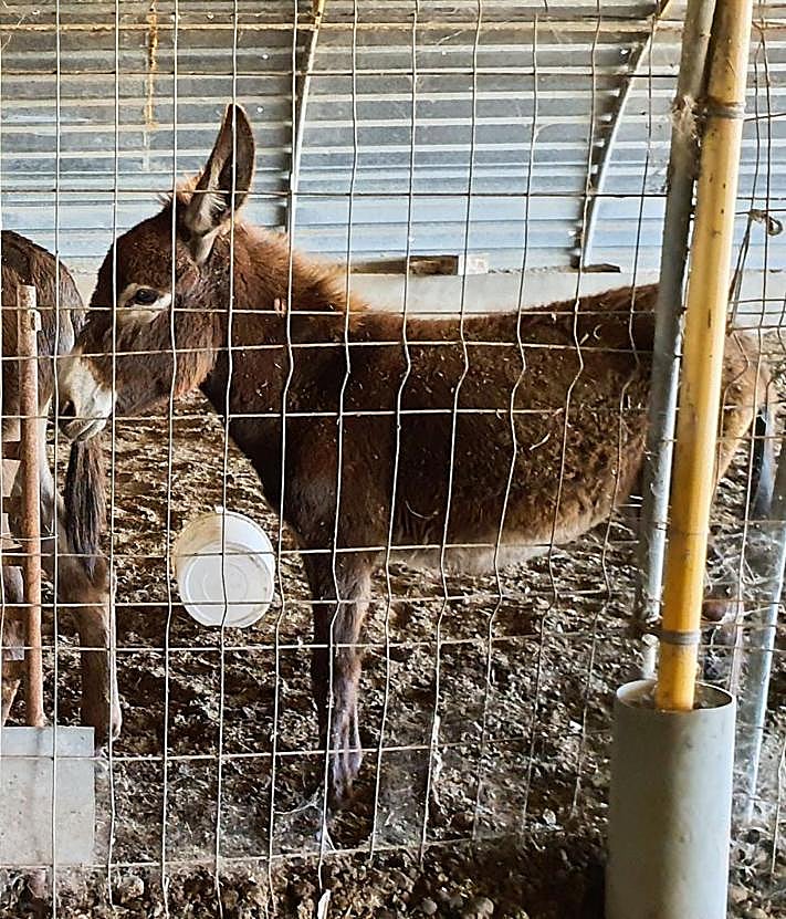 Imagen secundaria 2 - Arrestan a un granjero de Mula por abandonar y dejar morir a más de medio centenar de cabras y ovejas