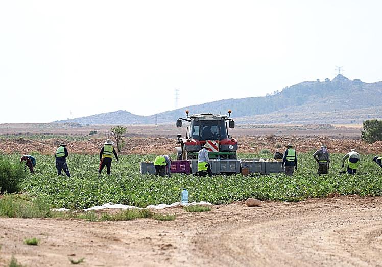 El sector agrícola y la industria agroalimentaria jumillana tienen un fuerte peso económico en la localidad, que llega a demandar una importante mano de obra en campañas hortofrutícolas o vitivinícolas.