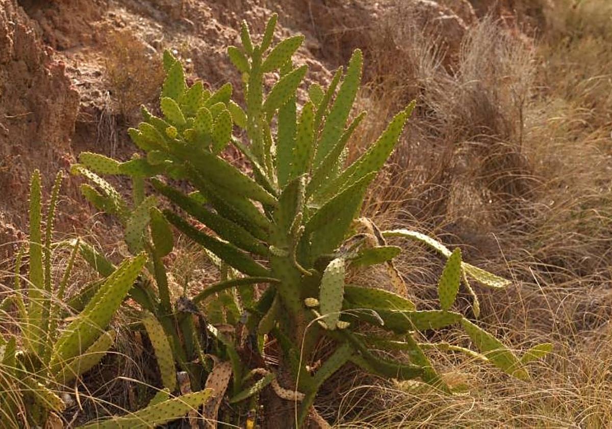 Un ejemplar de la planta invasora Salmonopuntia schickendantzii detectada en el término de Yecla.
