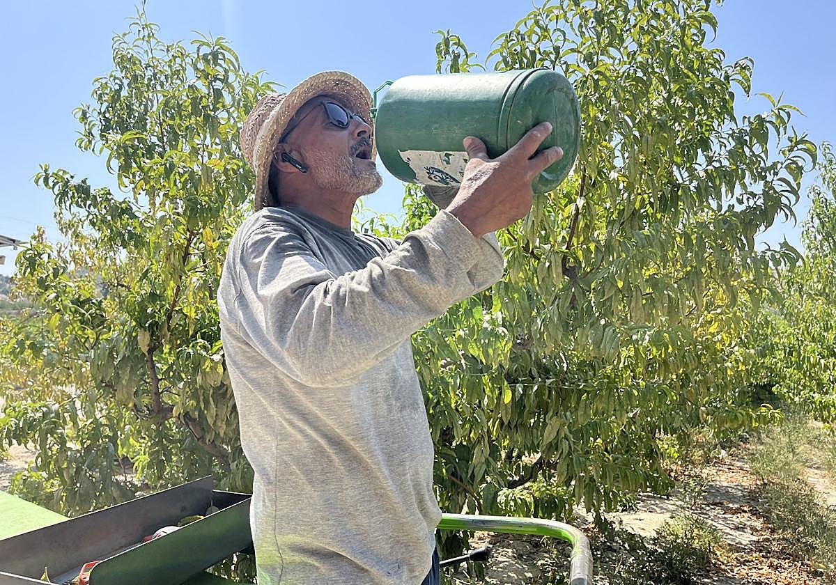 Un jornalero, este lunes bebiendo agua en una finca de Cieza.