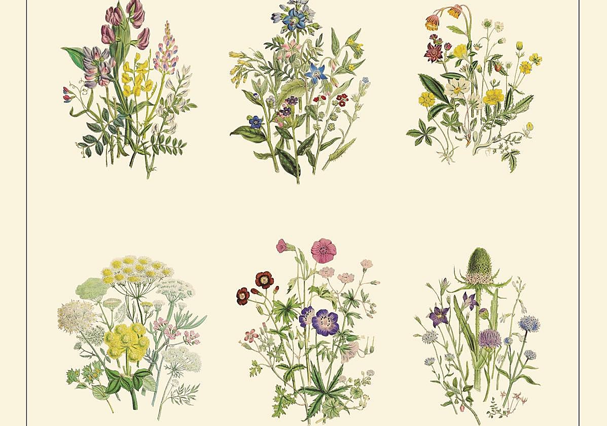 Detalle de la portada de 'Anhelo de raíces', de May Sarton.