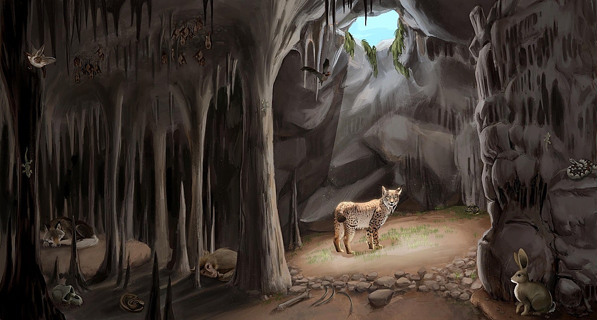 Ilustración que recrea la sima en la que caían los animales, con algunos de ellos en su interior, en el momento en el que empezó a formarse el depósito