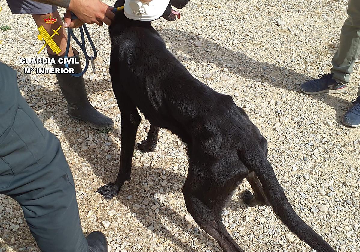 Estado de uno de los perros rescatados en San Pedro.