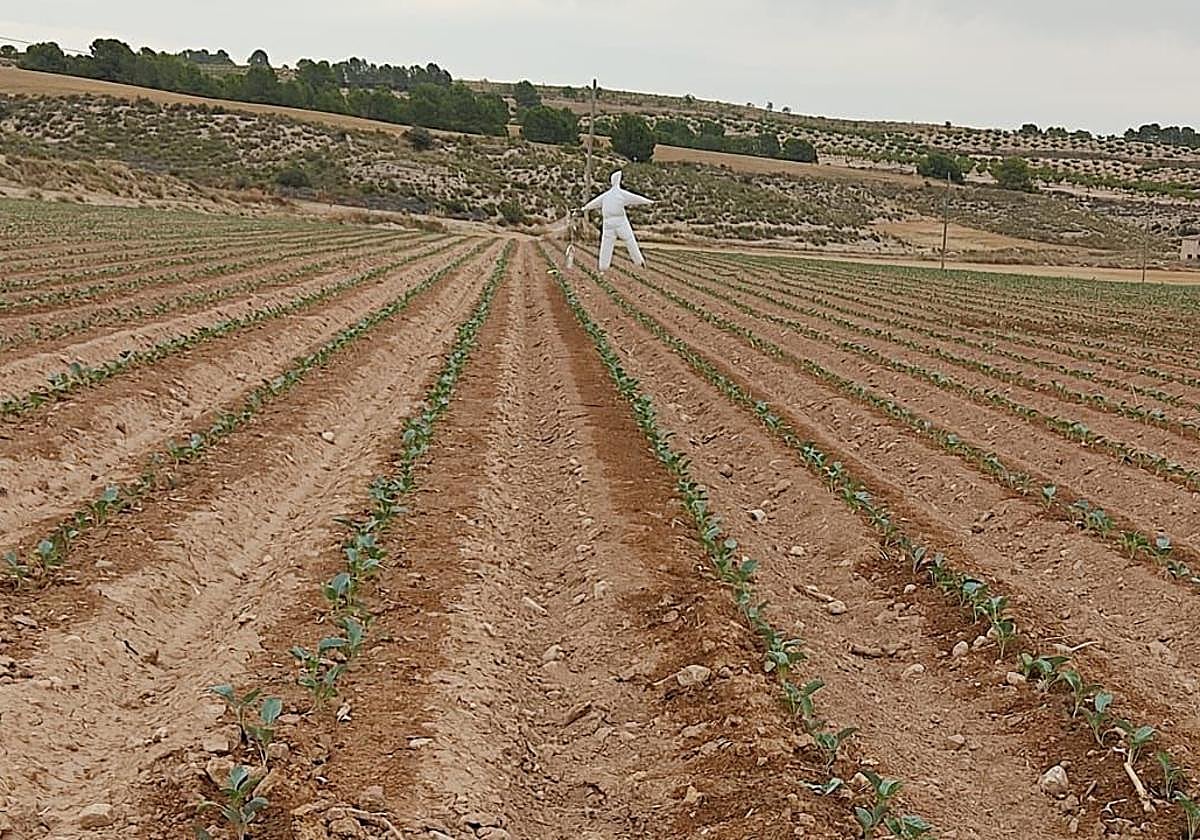 Finca Los Pocicos, este miércoles, con la reciente plantación de hortalizas.