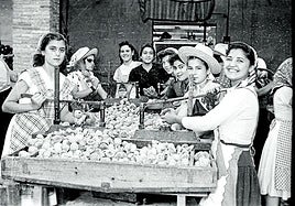 Un grupo de mujeres deshuesando albaricoques durante la campaña veraniega. Posiblemente se trate de la fábrica de conservas vegetales Argos de Cehegín o, según testimonios orales, alguna otra de Espinardo o Churra (c. 1960).