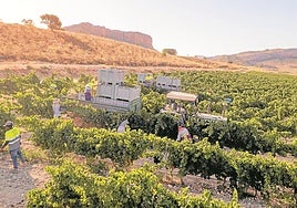 Los trabajadores recogen uva, el pasado viernes, en la finca agrícola La Aragona, propiedad de Bodegas Juan Gil, en Jumilla.