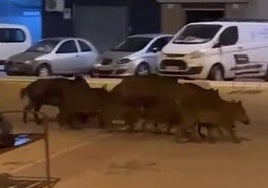 Los jabalíes corretean entre los parterres de los jardines de la avenida Nueva Cartagena.