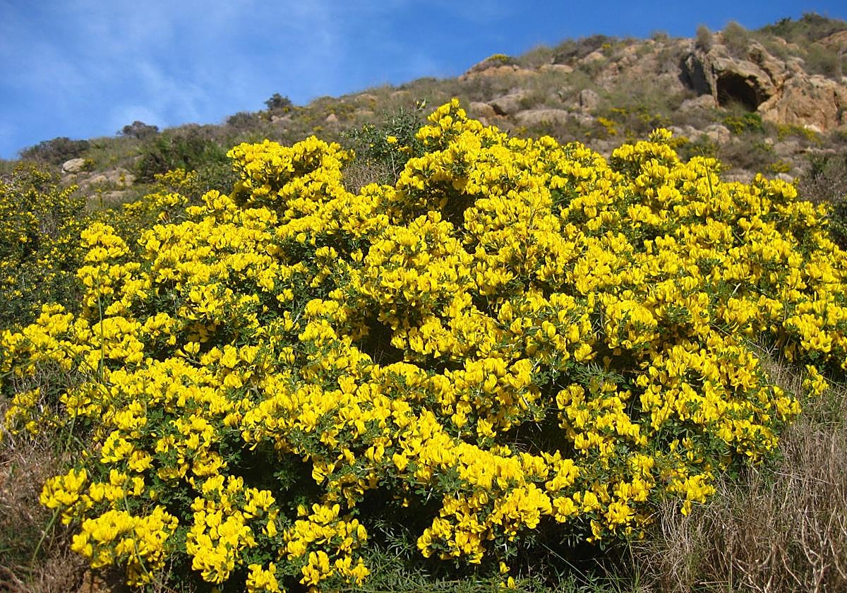 El Gobierno regional refuerza el seguimiento científico de los matorrales semiáridos ante la emergencia climática