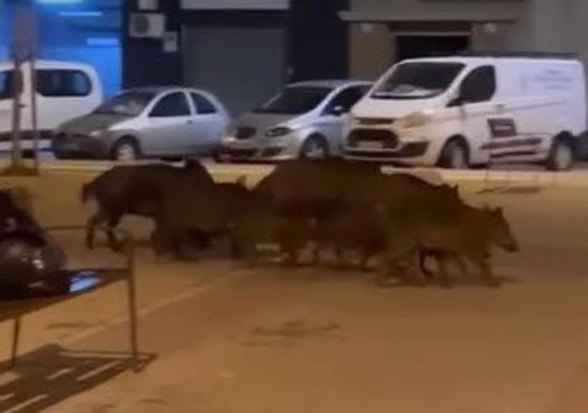 Jabalíes deambulan por las calles de Nueva cartagena hace unos días.