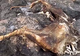 Restos de la vaca encontrada este sábado en Águilas.