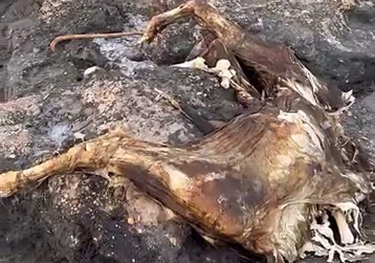 Restos de la vaca encontrada este sábado en Águilas.