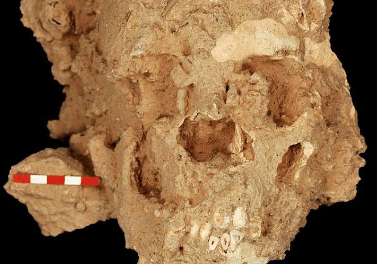 Cráneo neandertales hallado en la Sima de las Palomas.