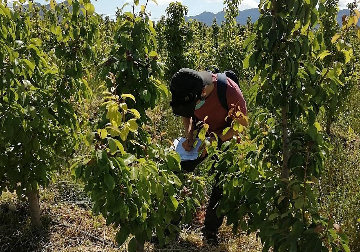 Investigación en un cultivosde pera en Jumilla.