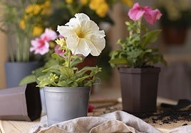 Este producto que tiras por el fregadero es un elixir para tus plantas: el abono natural más barato.