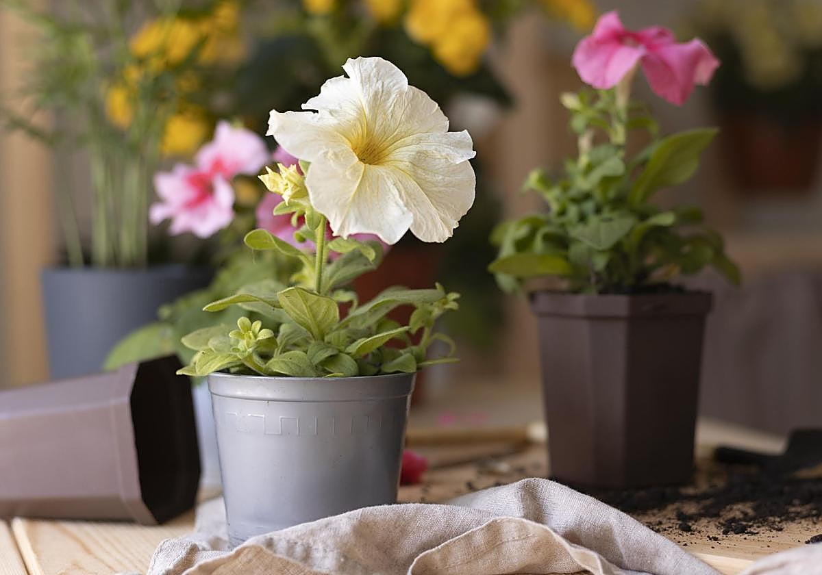 Este producto que tiras por el fregadero es un elixir para tus plantas: el abono natural más barato.