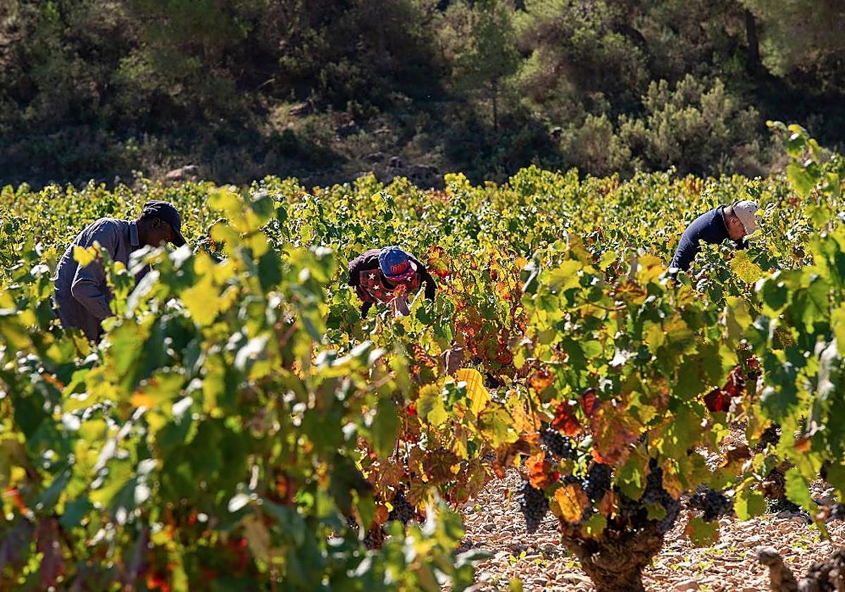 La DOP Bullas celebra el inicio de una vendimia prometedora y de calidad sobresaliente