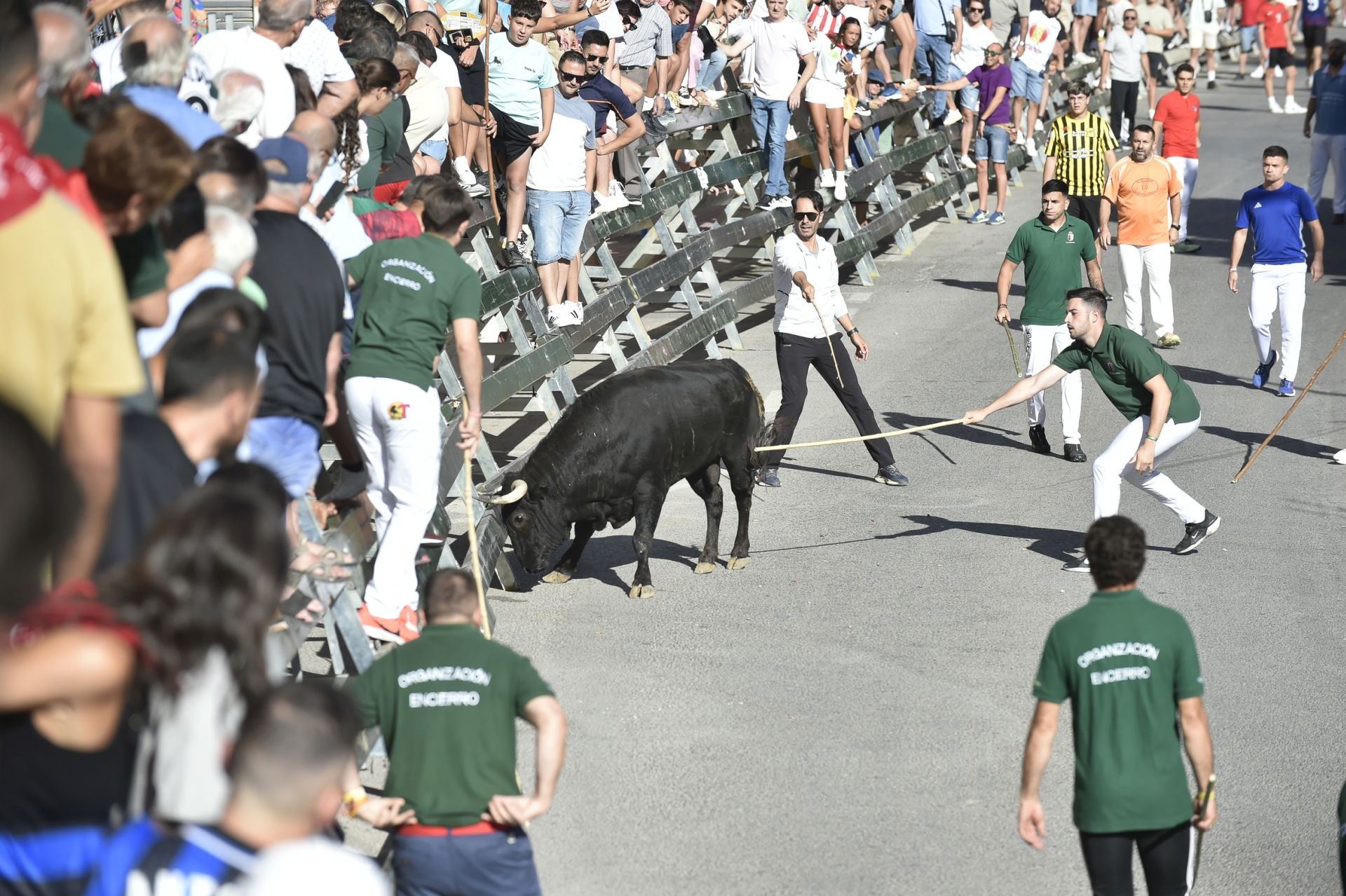 La ganadería El Pincha abre los encierros de Calasparra