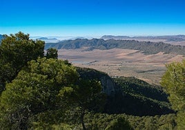 El Gobierno regional impulsa la restauración ecológica en la Sierra de Salinas para conservar hábitats prioritarios y especies autóctonas