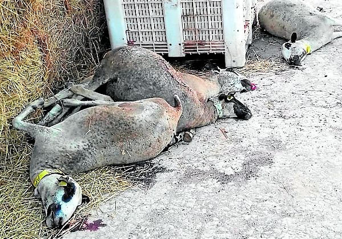 Cadávares de ovejas en una explotación de Calasparra.
