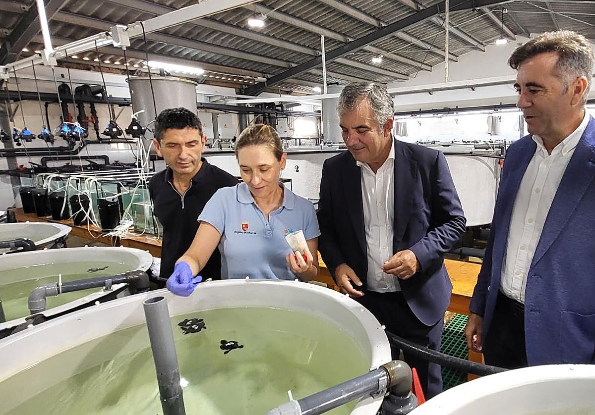 El consejero Juan María Vázquez visita la instalación del Imida, donde ya se encuentran los 47 ejemplares de tortuga boba que se sumarán al programa 'headstarting'.