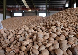 Almendra recolectada en una cooperativa de la Región de Murcia. Trabajadoras de una cooperativa, inspeccionando y seleccionando la almendra apta para el mercado.