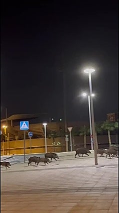 Una decena de jabalíes se pasea junto al estadio de Cartagena