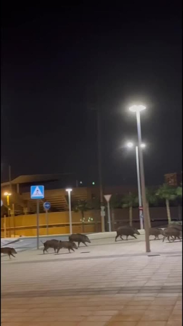 Una decena de jabalíes se pasea junto al estadio de Cartagena