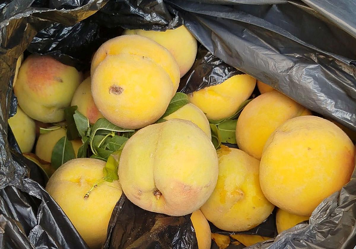 Melocotones encontrados por la Benemérita en el vehículo de los dos investigados