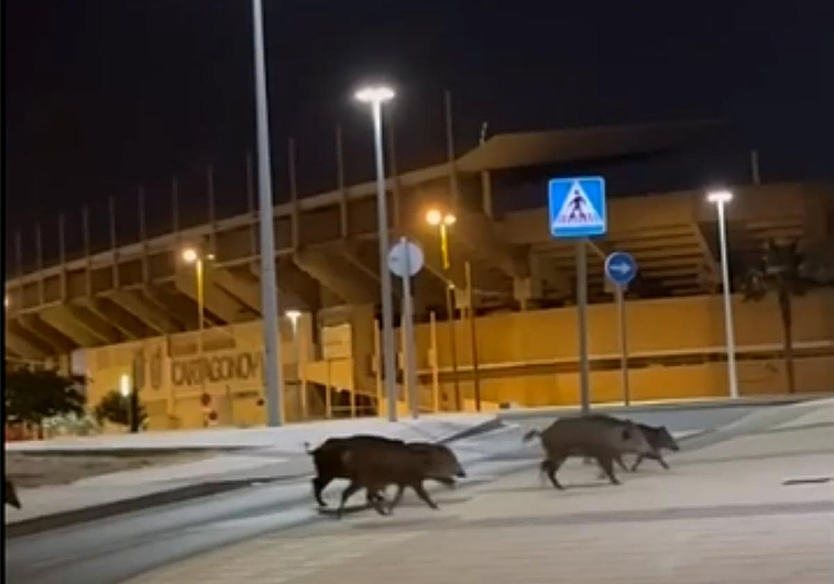Una piara de jabalíes cruza la avenida del Cantón, cerca del estadio Cartagonova, en un vídeo que se ha hecho viral en redes sociales.