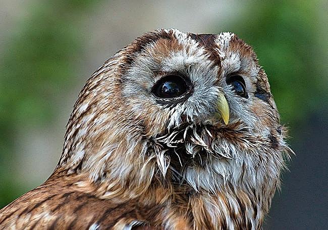 Cárabo común, responsable de la acumulación de restos.