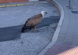 Rescatan en pleno casco urbano de Yecla un buitre leonado que no podía volar